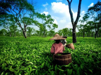  ASSAM